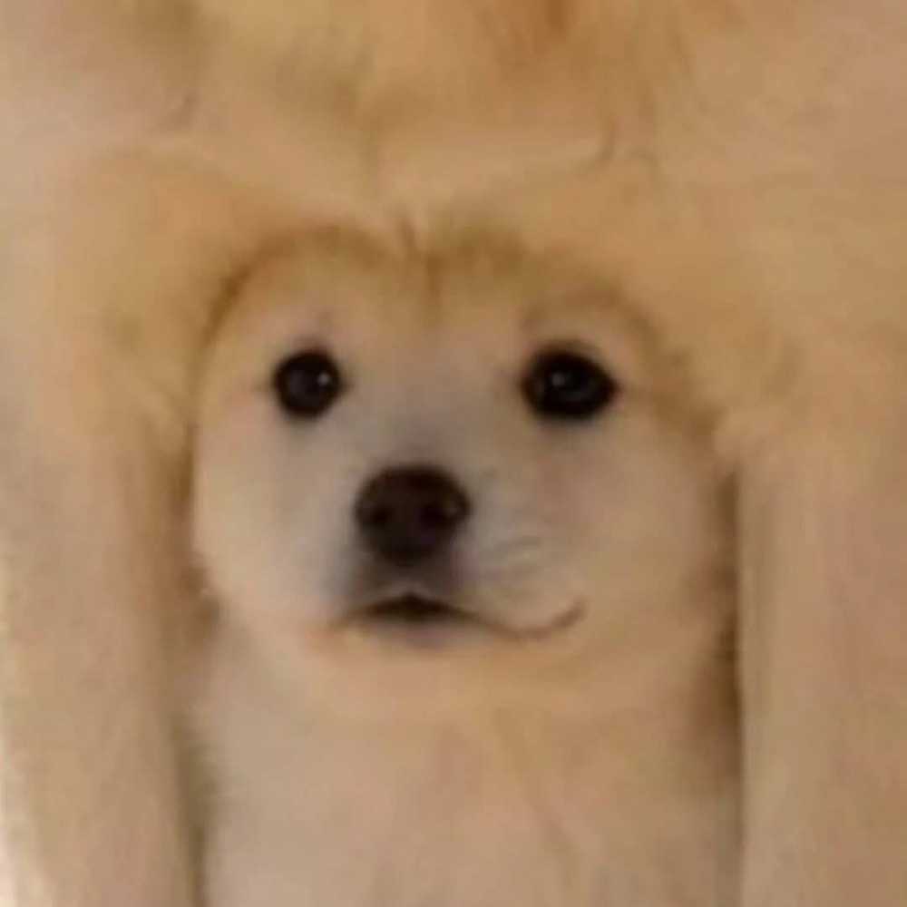 24f2c02b16c4e255cc2527a8e5b2729b.jpeg